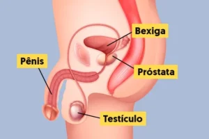 O que é próstata