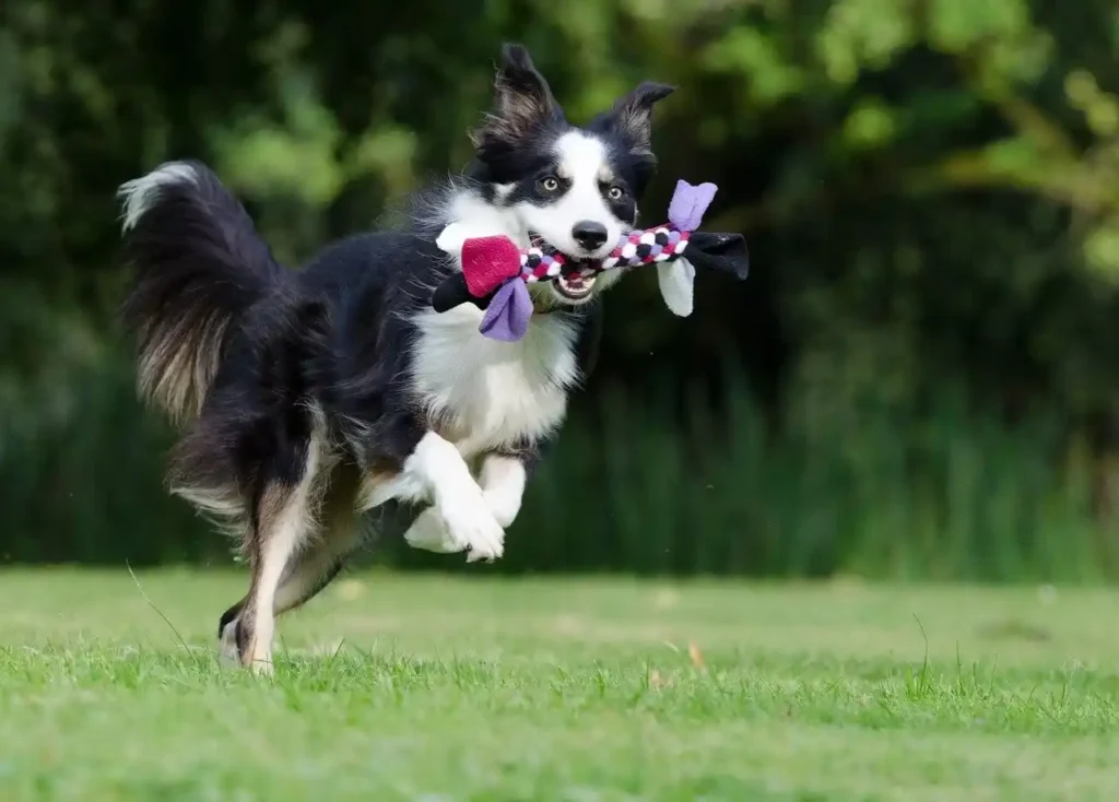 Cachorro Border Collie