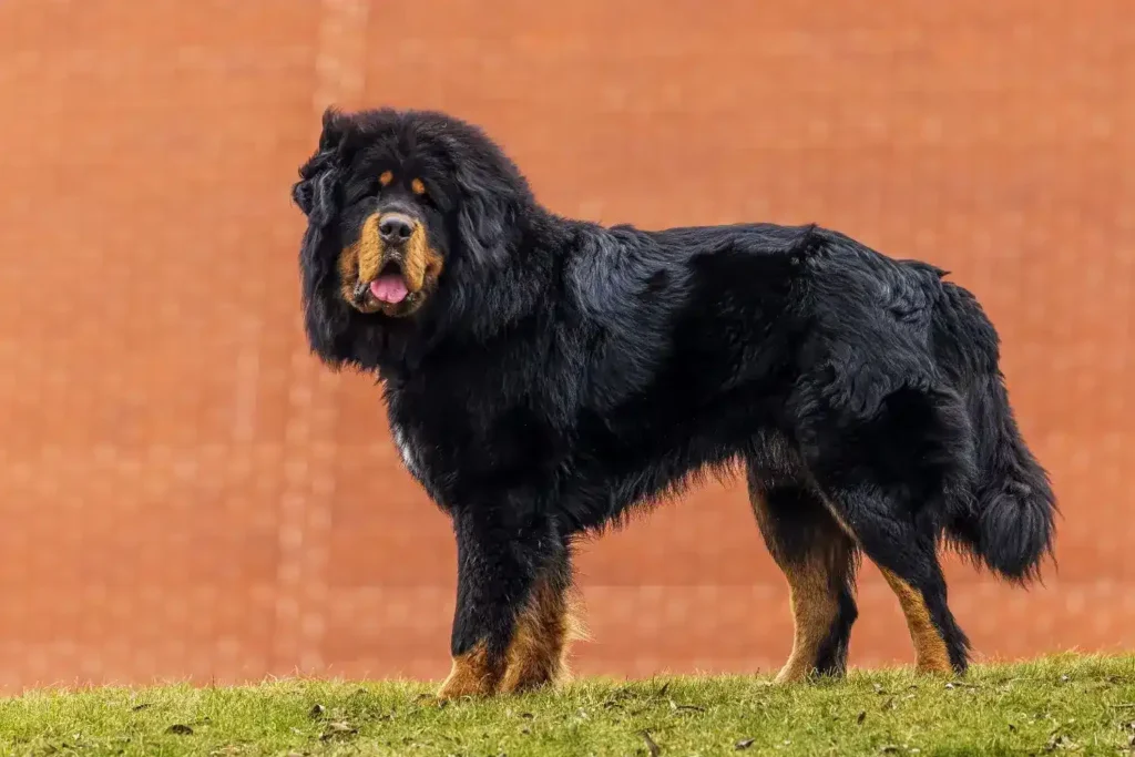 Cachorro Mastim Tibetano