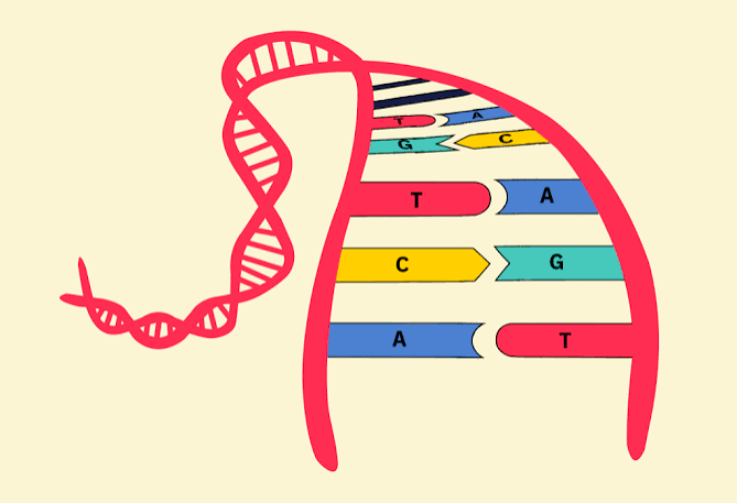 Como funciona o DNA?