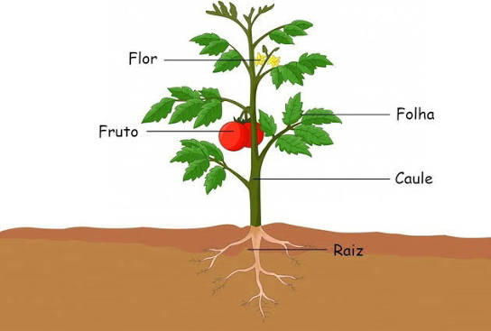 Como as plantas produzem seu próprio alimento?